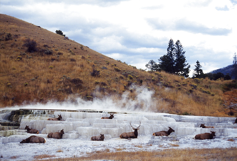 Group of Mooses Laying Down on Ice Formation