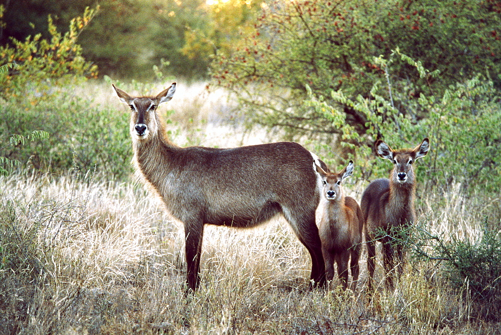 Three Deer Standing in Meadow