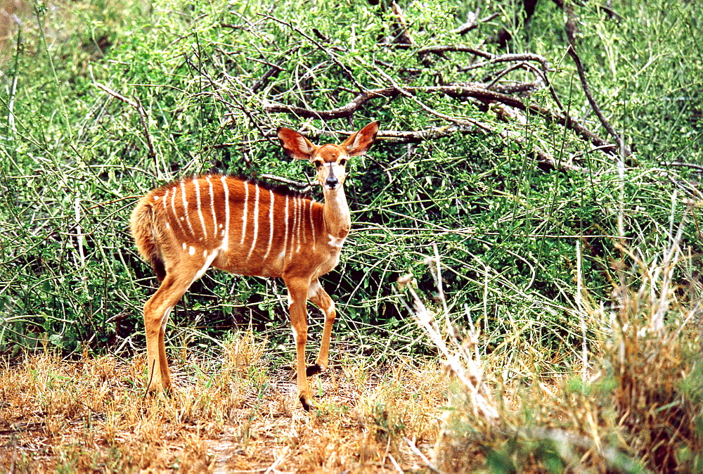 Deer Standing by Big Branch