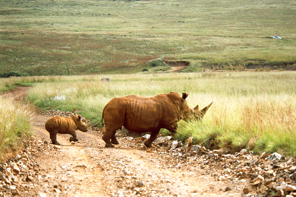 Mother and Baby Rhinoceros Walking