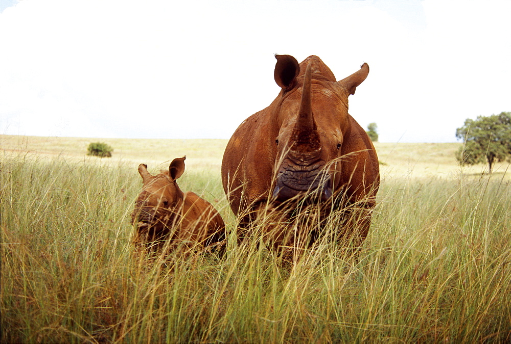 Mother and Baby Rhinoceros