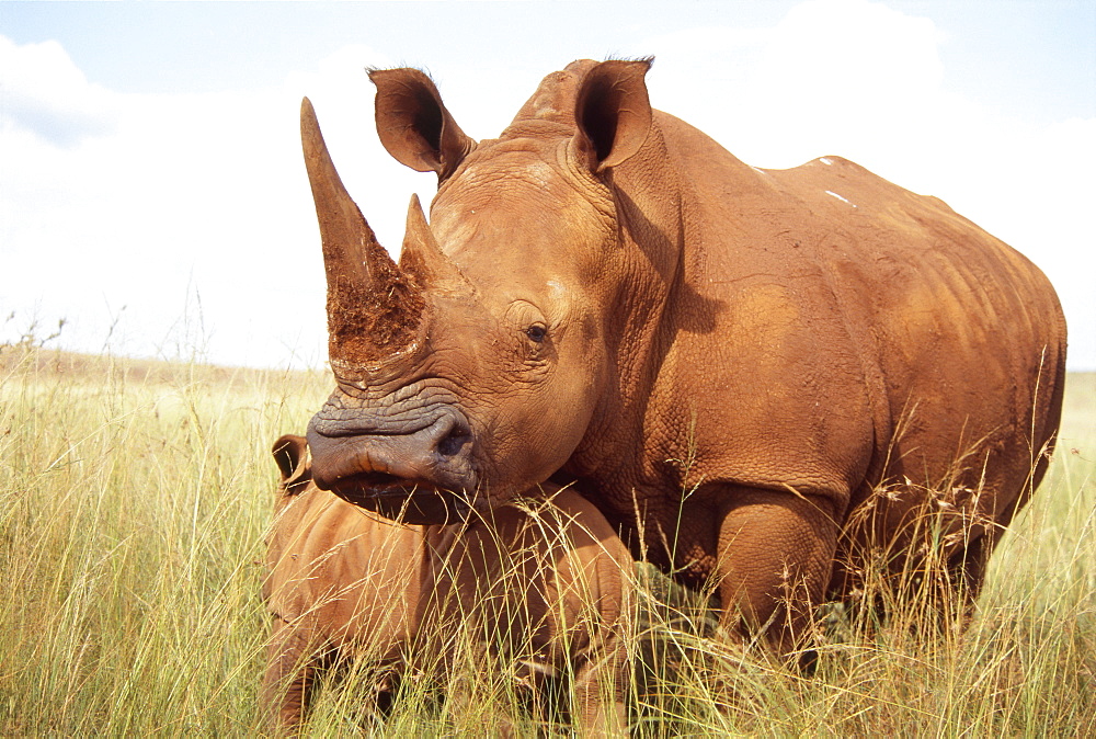 Mother and Baby Rhinoceros