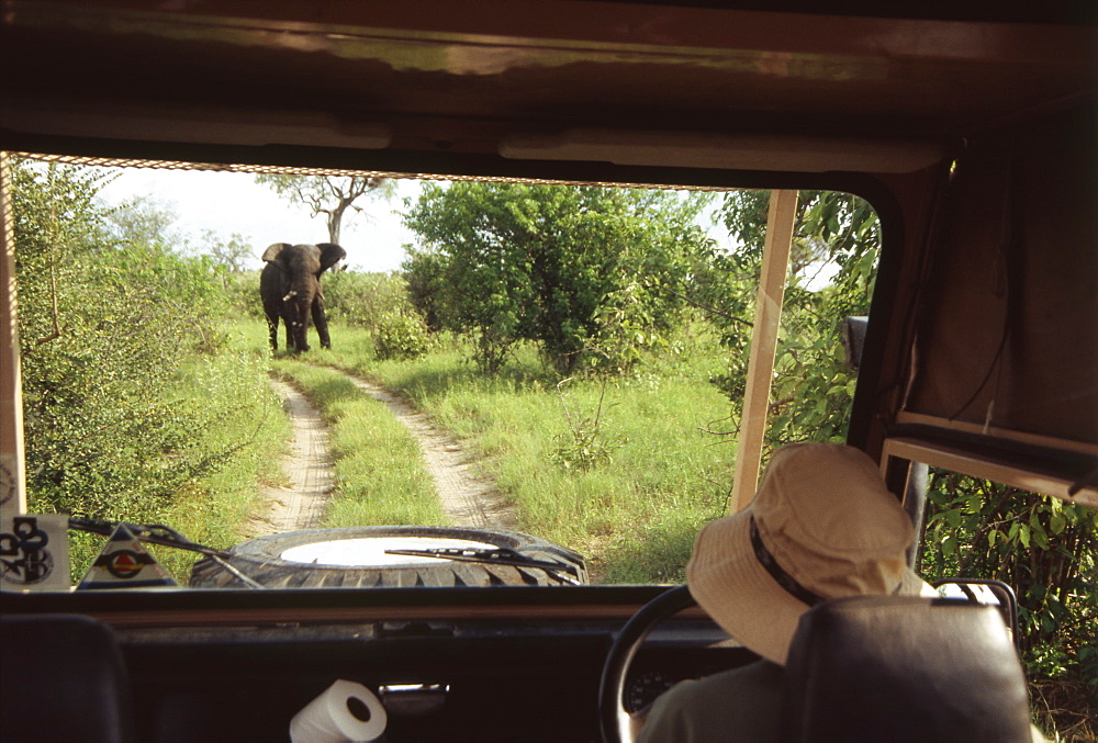 Elephant Looking at Driver in Car