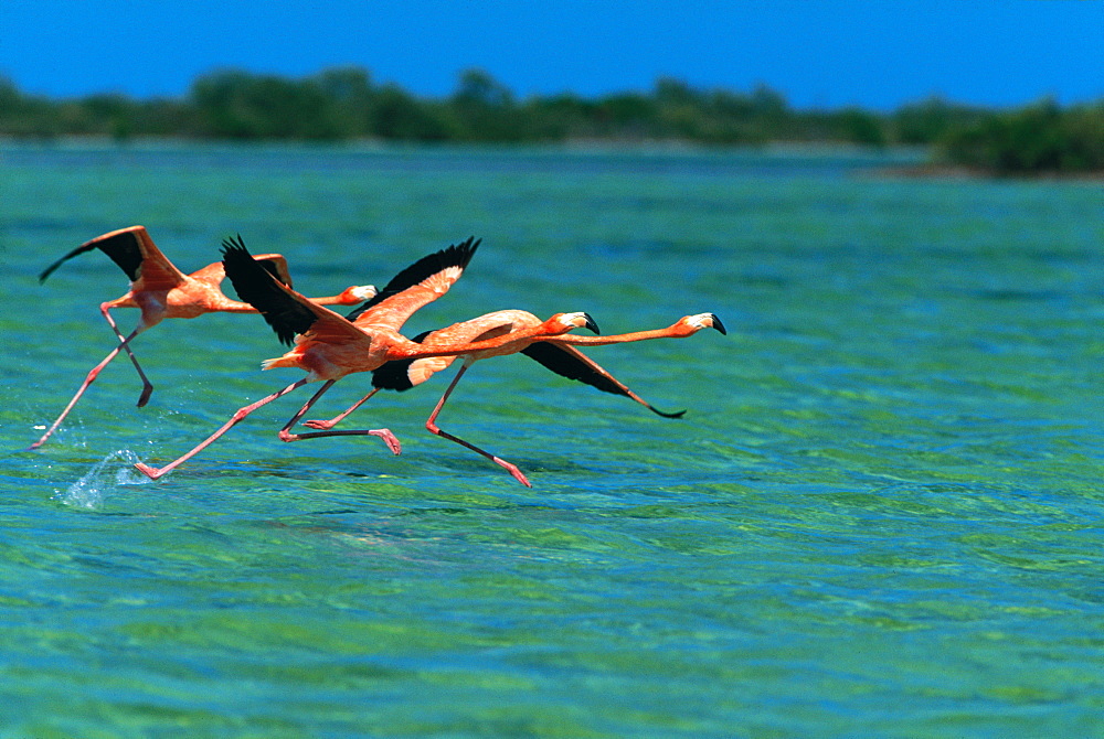 Flamingoes on Water