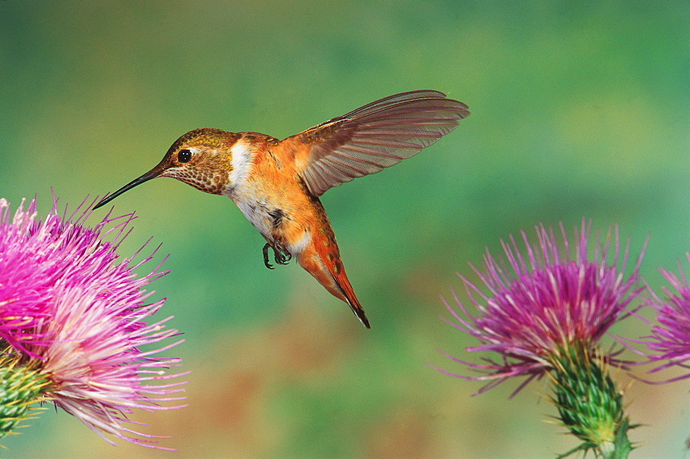 Hummingbird Drinking Nectar from Flower