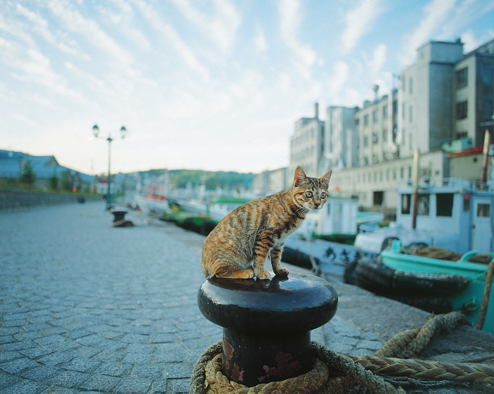 Cat Sitting on Port Rope Holder