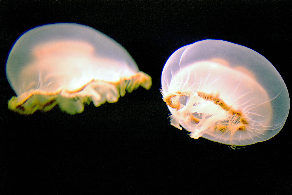 Jellyfish Swimming