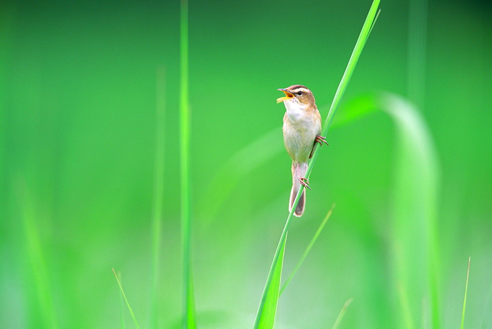 Small Bird Perched on Grass Blade