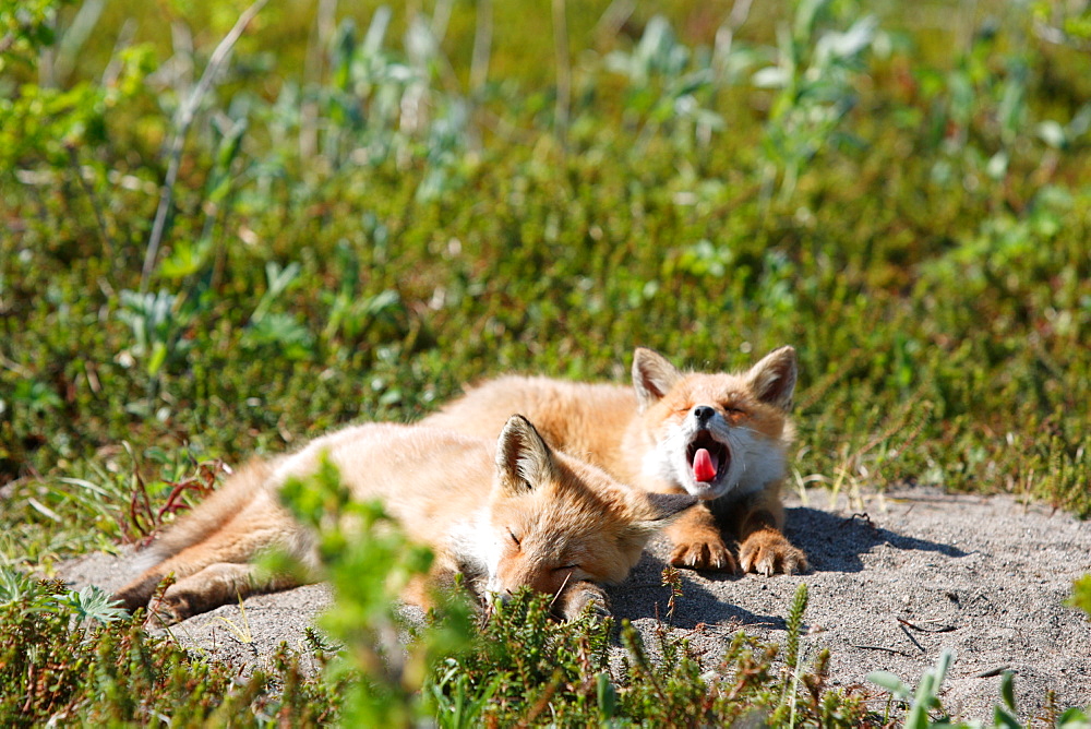 Red Fox