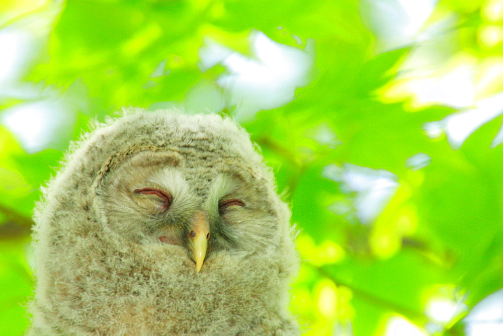 Ezo Ural Owl