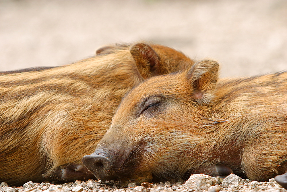 Japanese Wild Boar