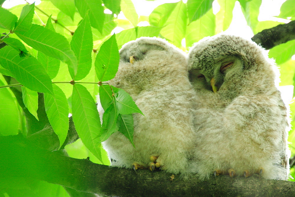 Ezo Ural Owl