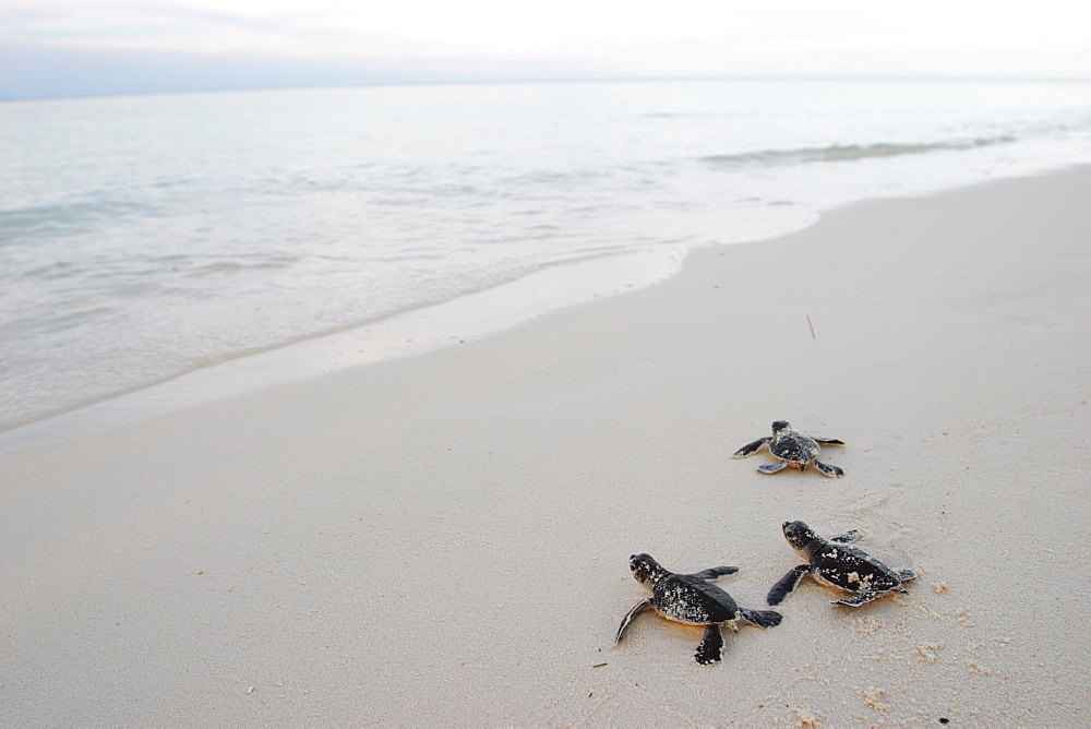 Green Sea Turtle