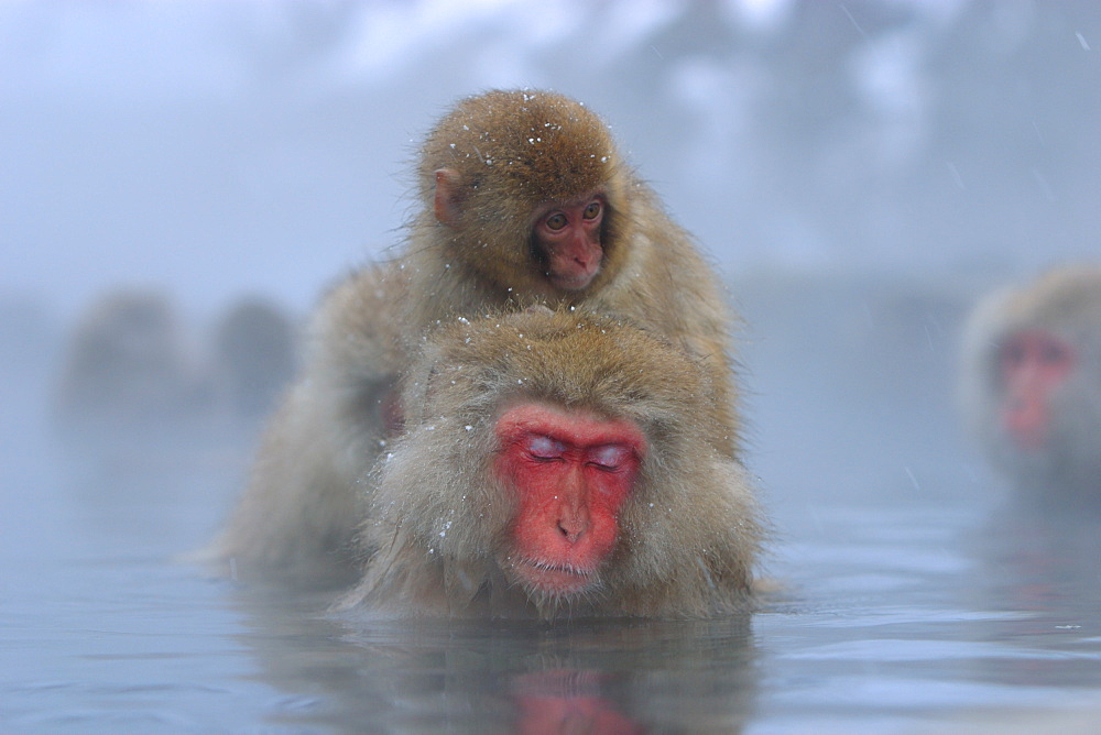 Japanese Monkey