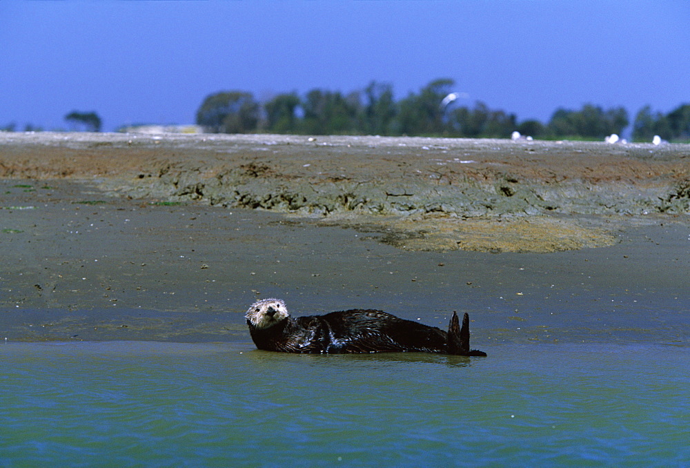 Californian Sea Otter