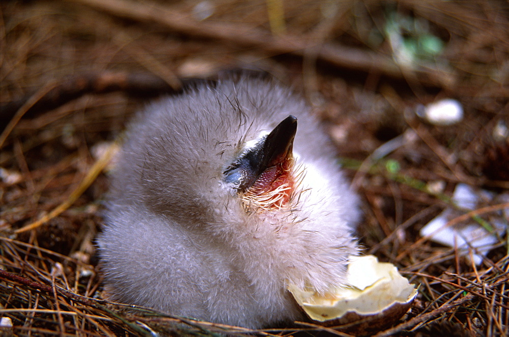 Red Tailed Tropicbird