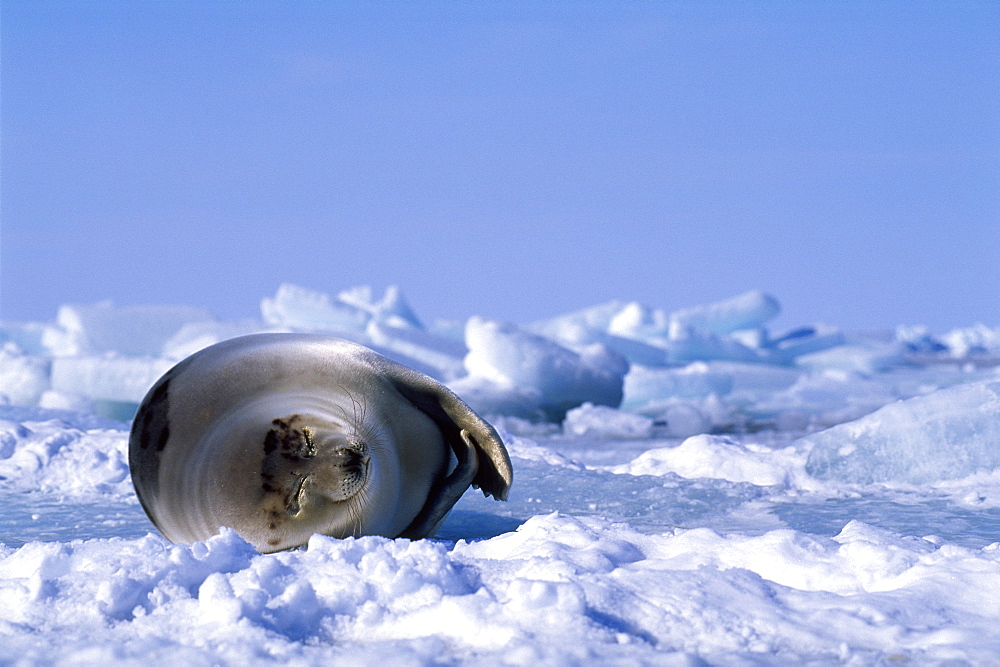 Harp Seal