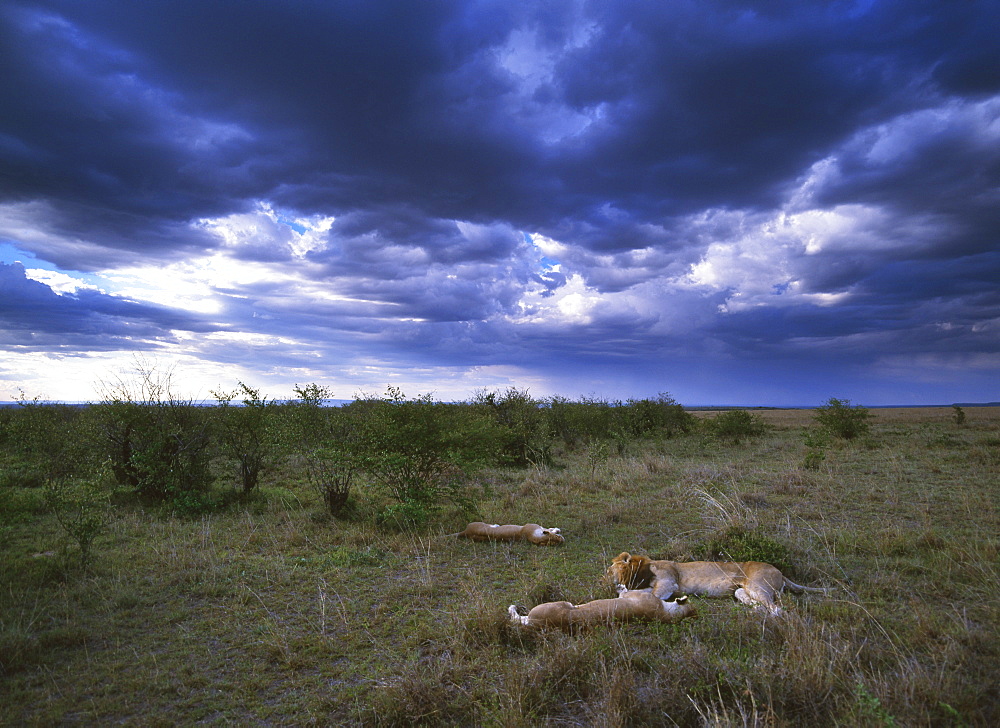 Africa Lion
