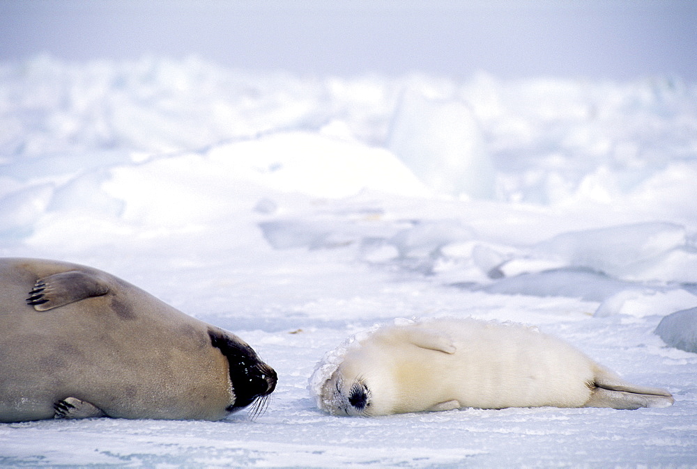 Harp Seal