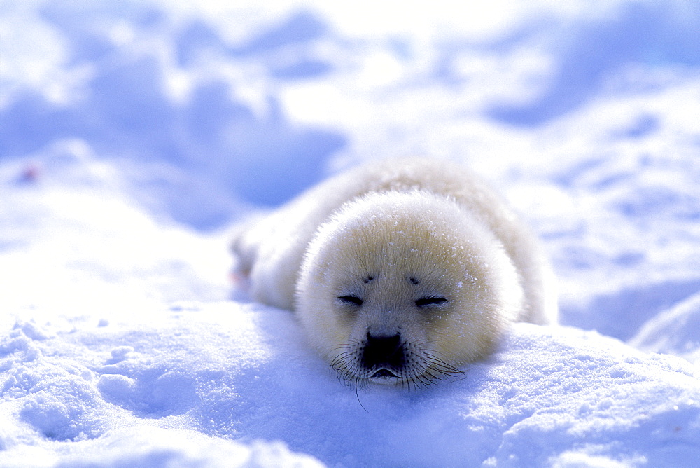 Harp Seal