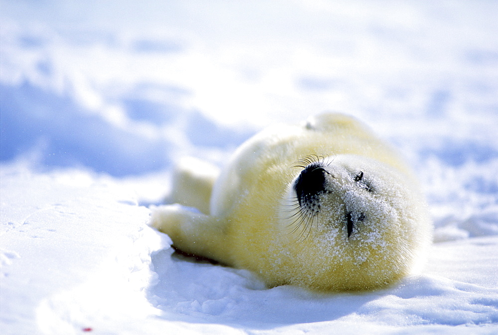 Harp Seal