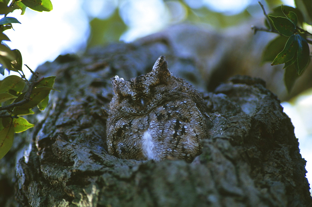 Sunda Scops Owl