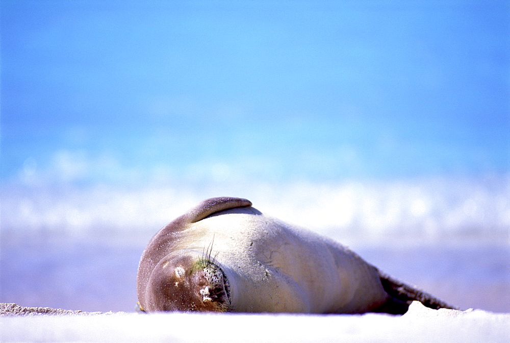 Hawaiian Monk Seal