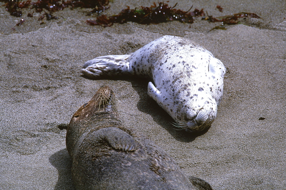 Harbor Seal