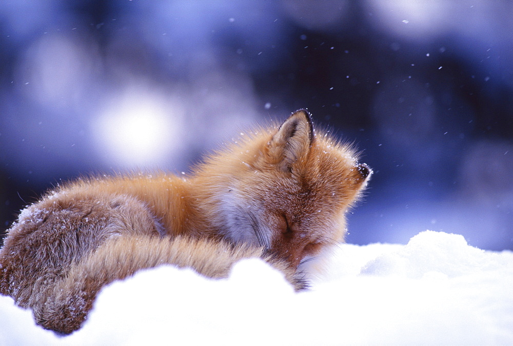 Red Fox