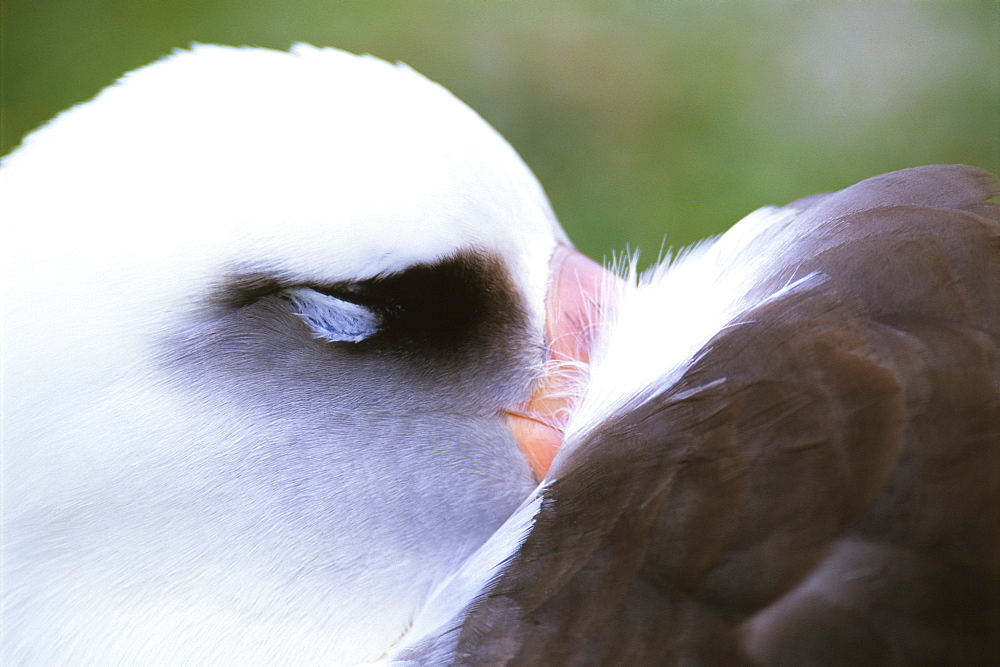 Laysan Albatross