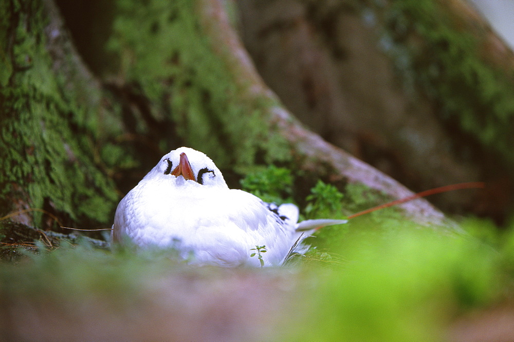 Red Tailed Tropicbird