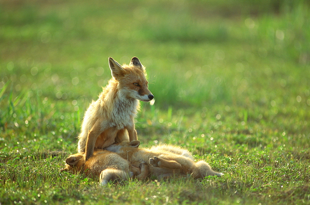 Red Fox