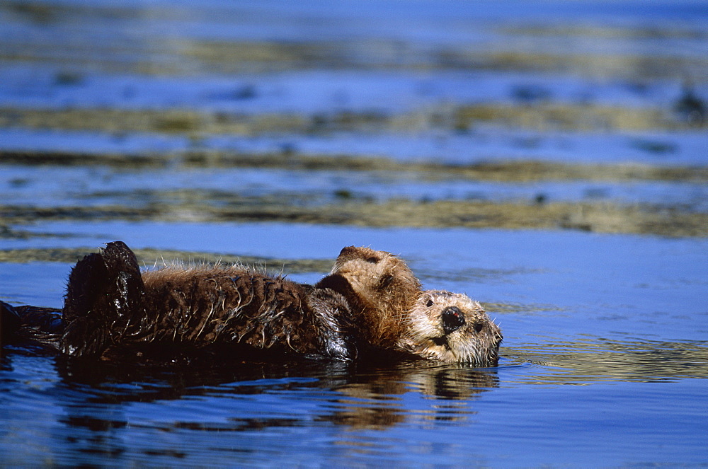 Californian Sea Otter