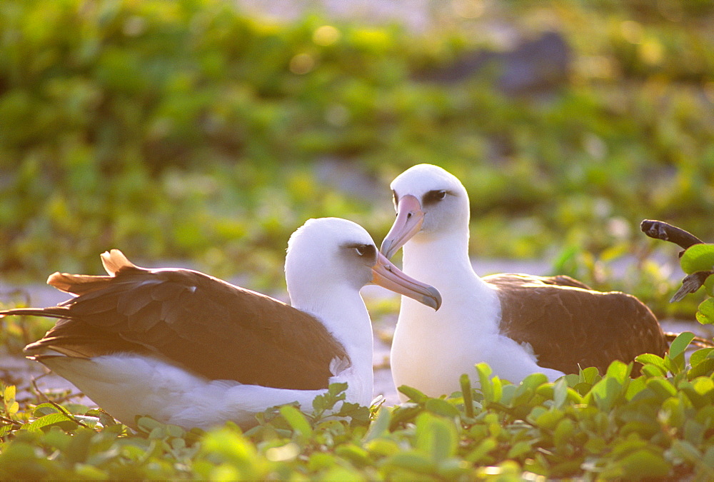 Laysan Albatross