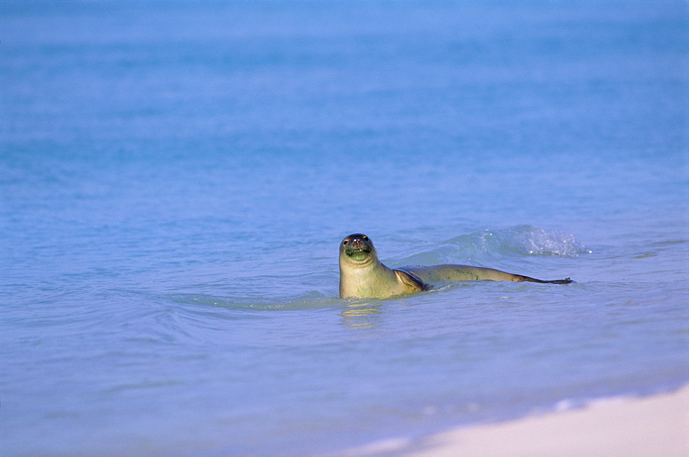 Hawaiian Monk Seal