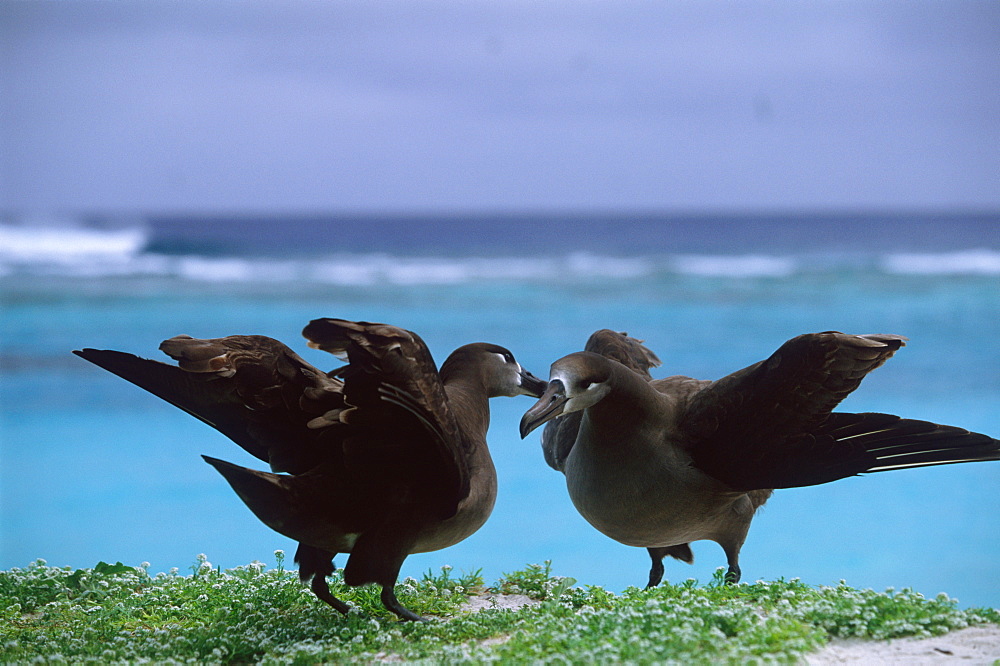 Croissy Albatross