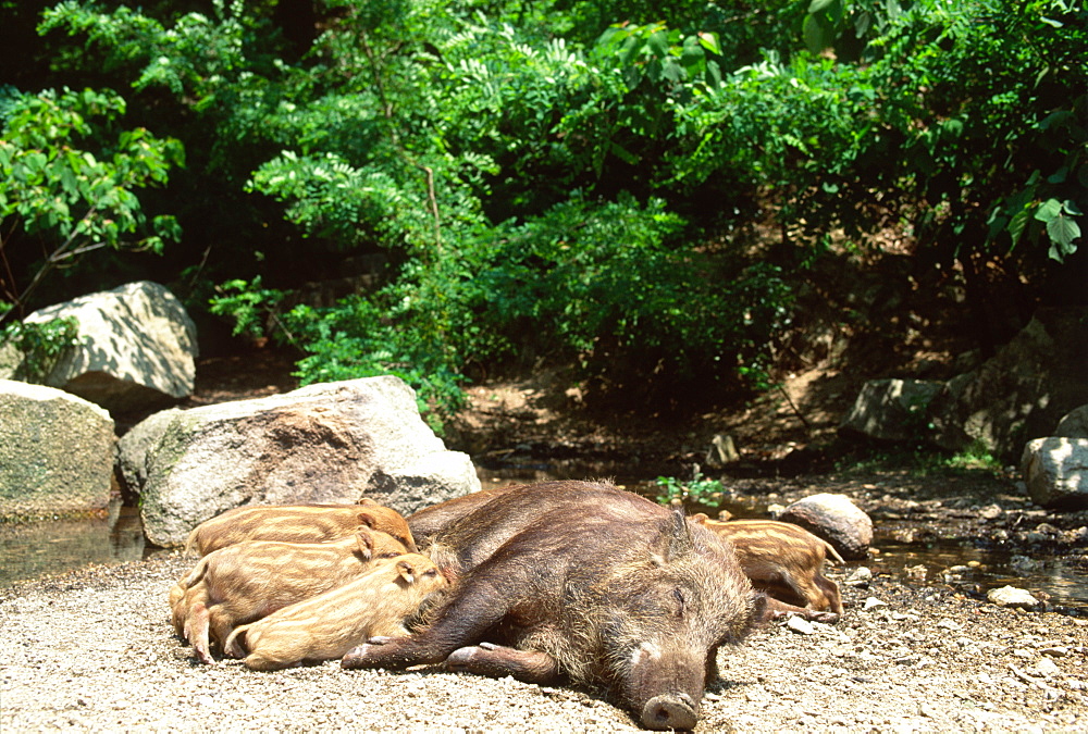 Japanese Wild Boar