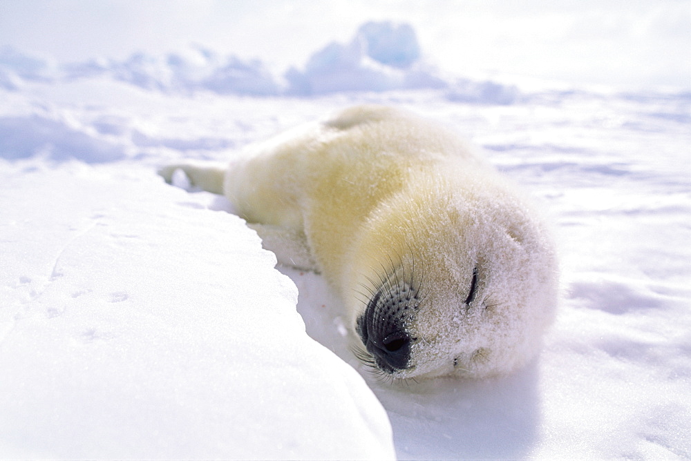 Harp Seal