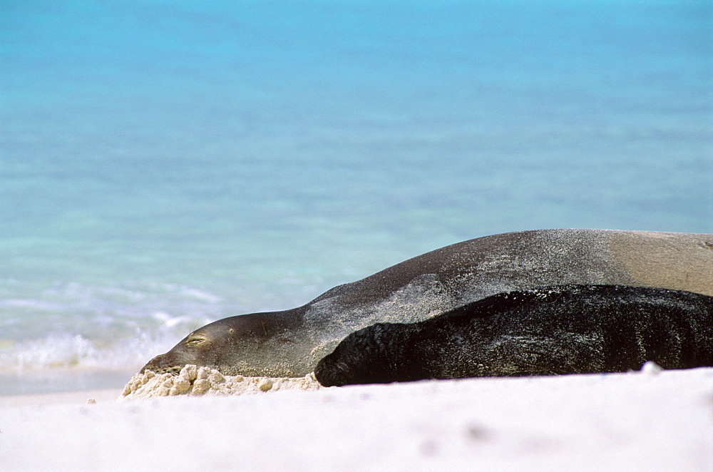 Hawaiian Monk Seal