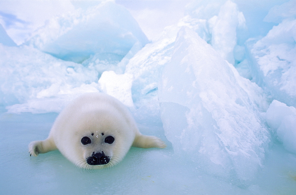 Harp Seal