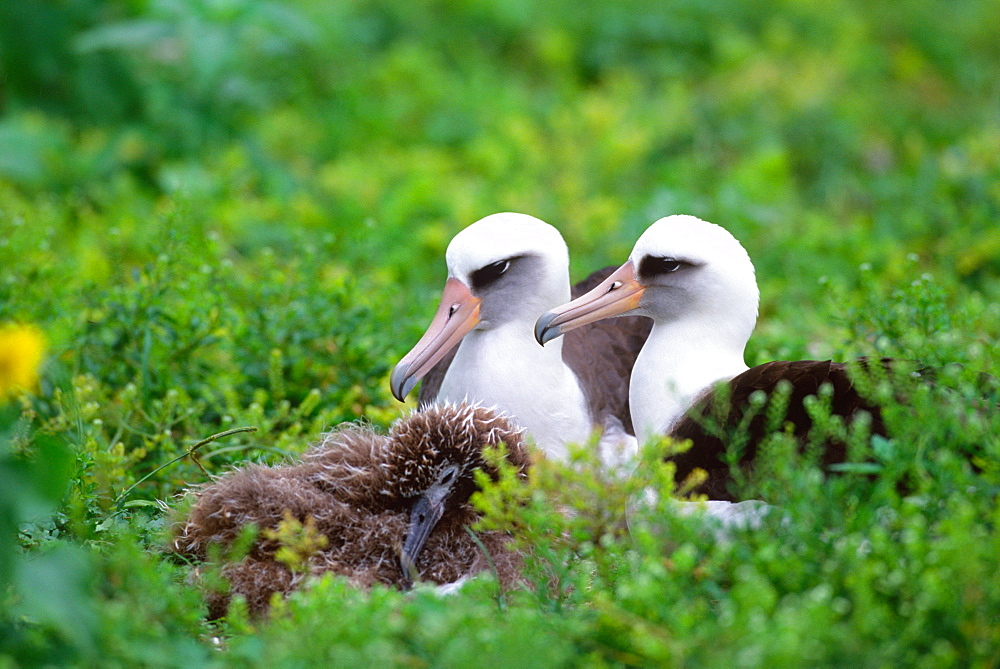 Laysan Albatross