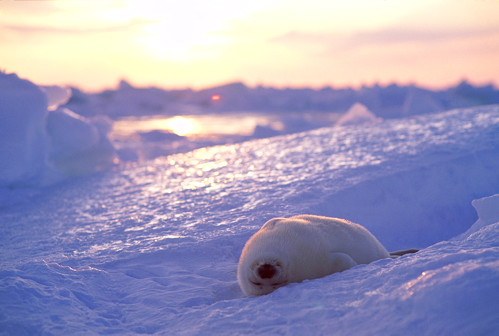 Harp Seal