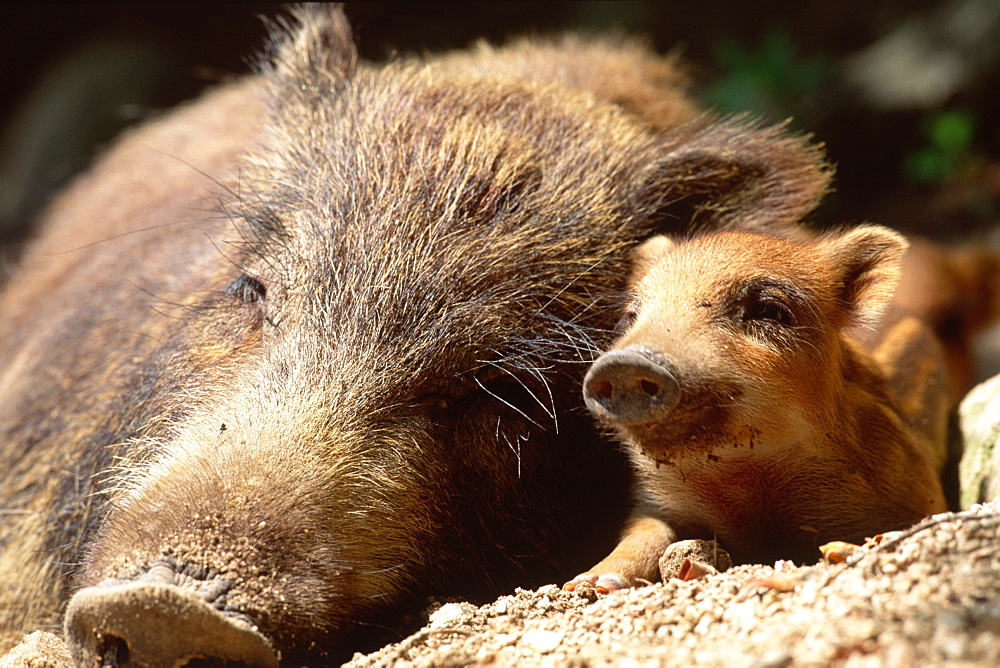 Japanese Wild Boar