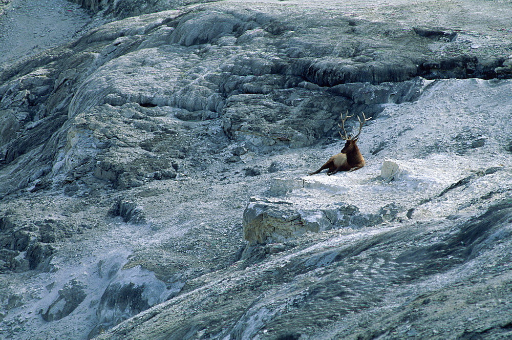 Elk