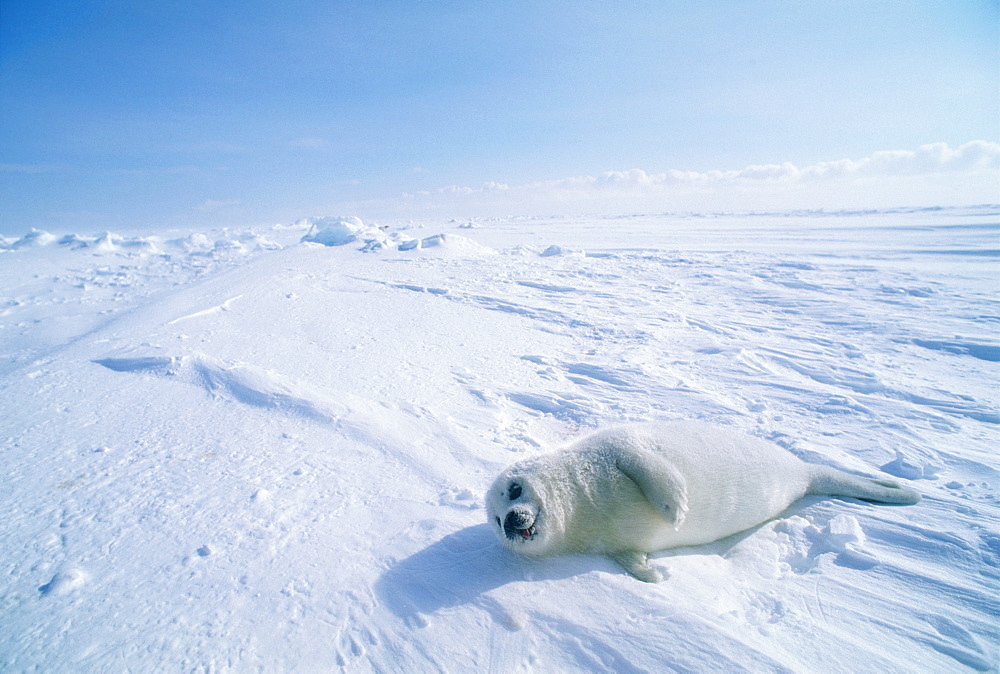 Harp Seal