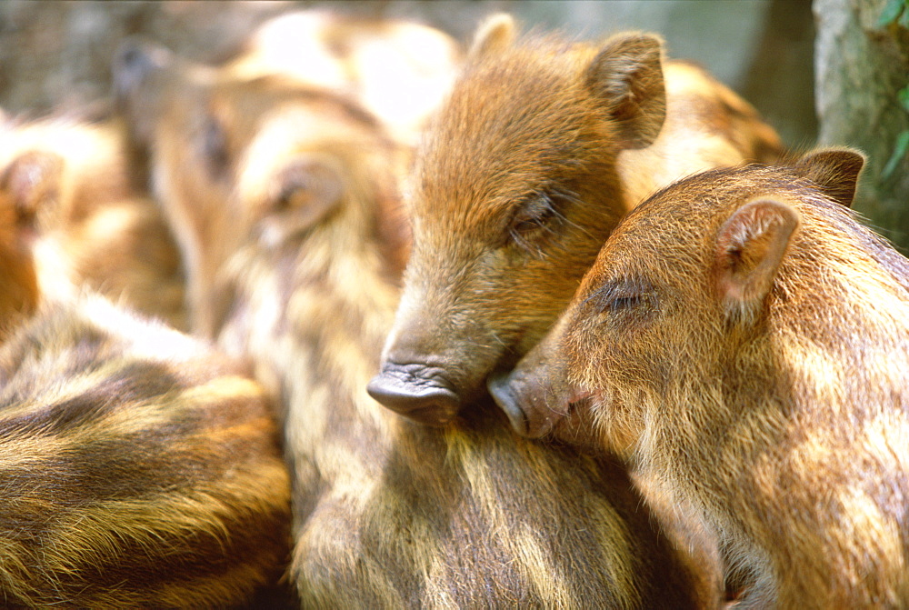 Japanese Wild Boar