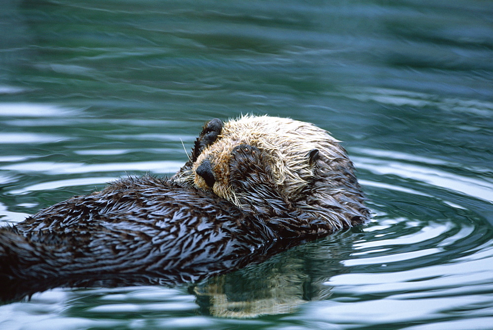 Californian Sea Otter