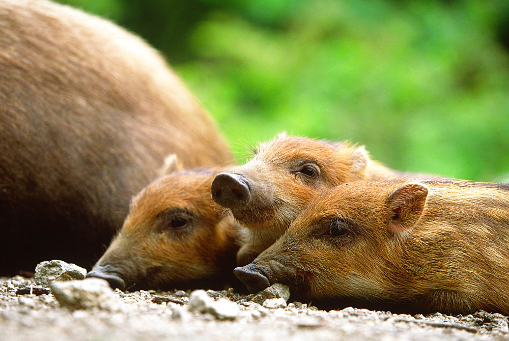 Japanese Wild Boar