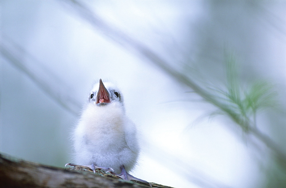 White Tern