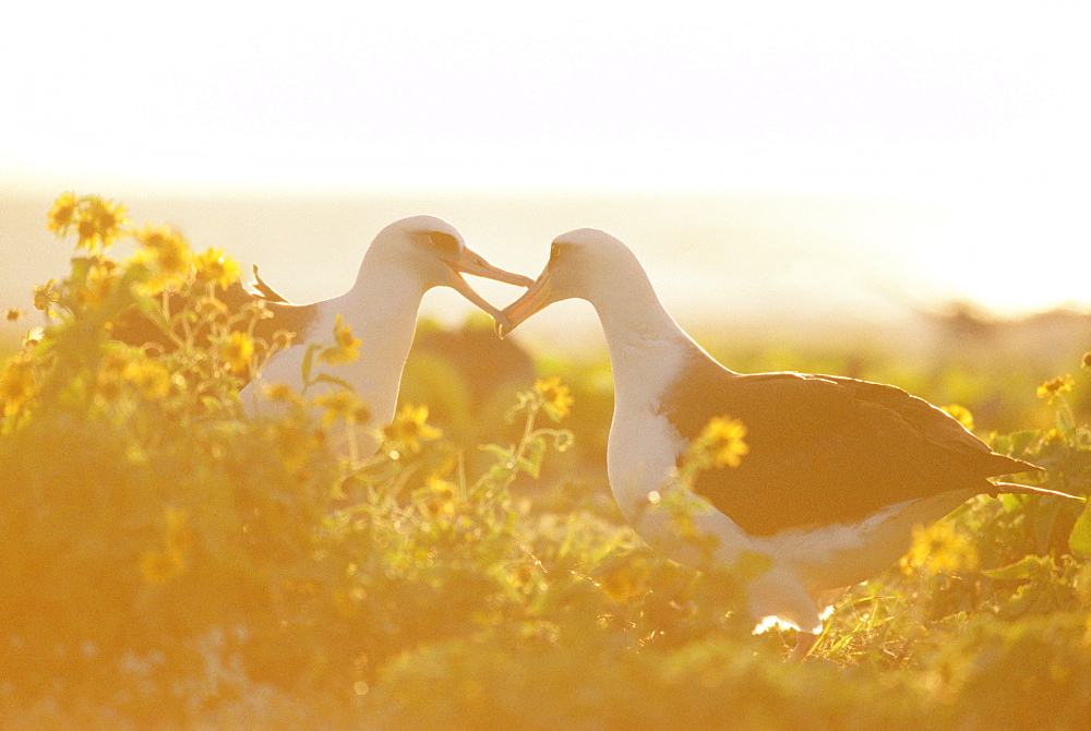 Laysan Albatross